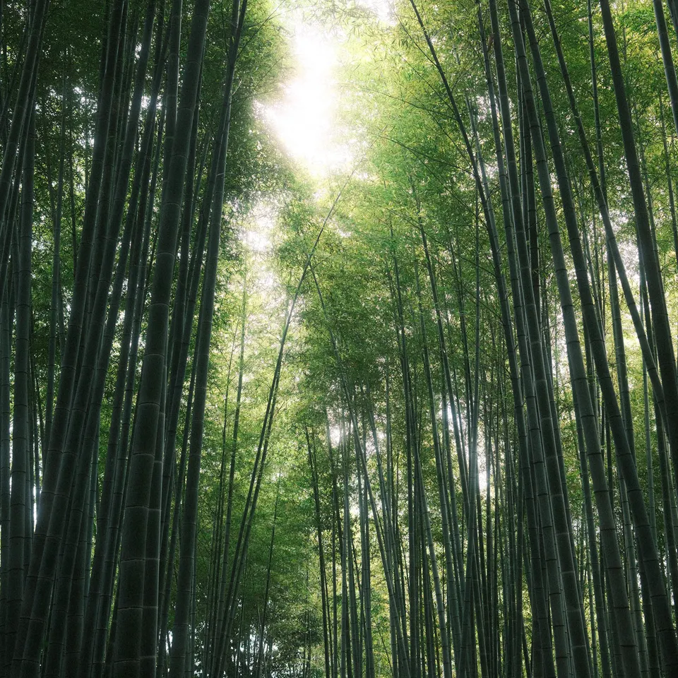 Bamboo Forest