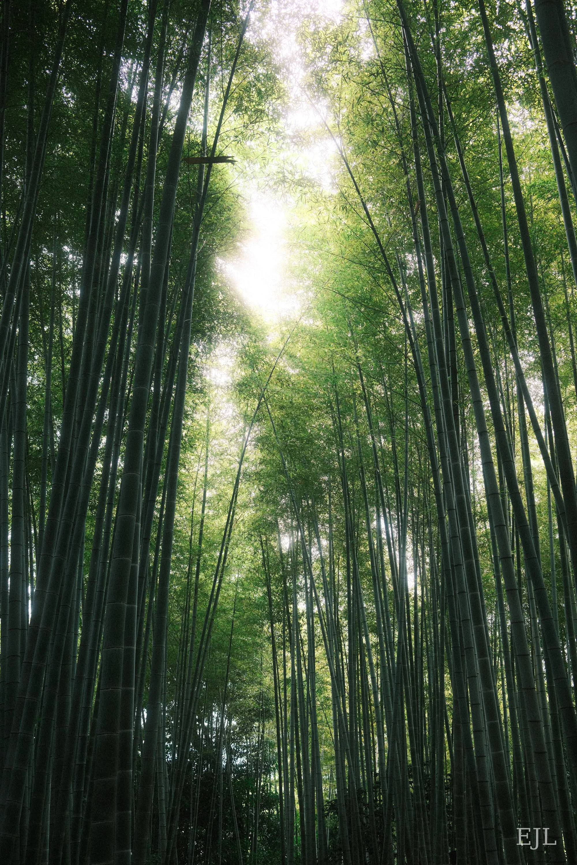 Bamboo Forest