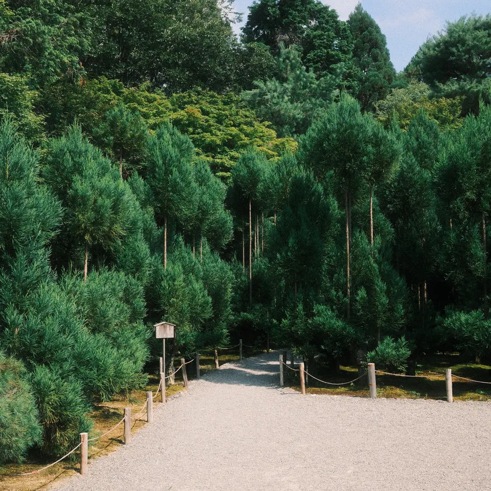 Forest Entry
